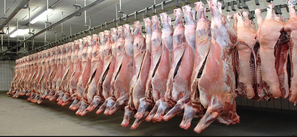Clean, hygienic slaughterhouse processing facility with professional handling